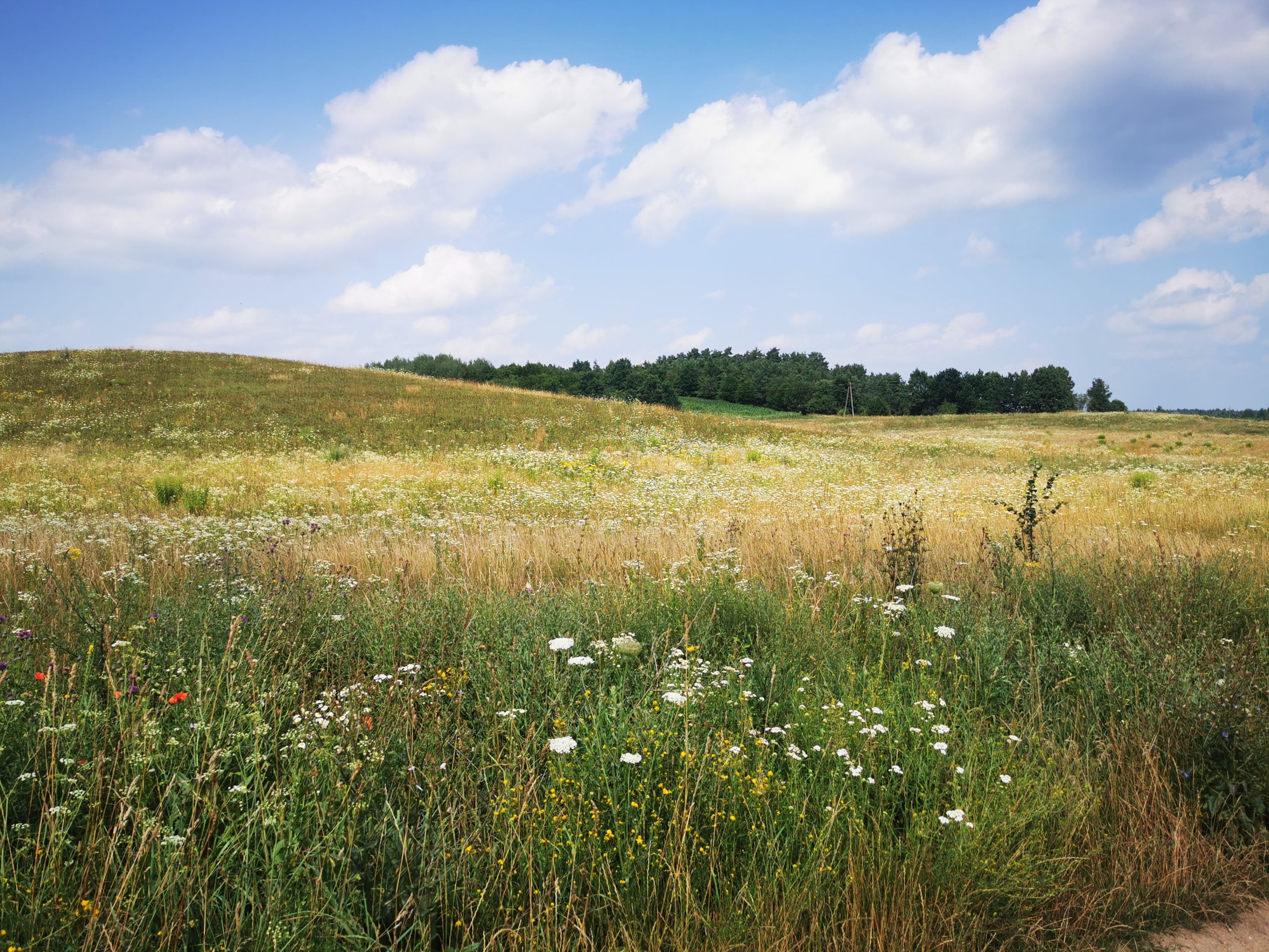 Letnia łąka, na horyzoncie las, niebo pokryte delikatnymi obłokami idealne miejsce na spacer. Mazury cud natury.