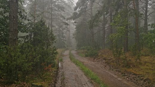 Burza podczas spaceru w lesie. Ulewa.