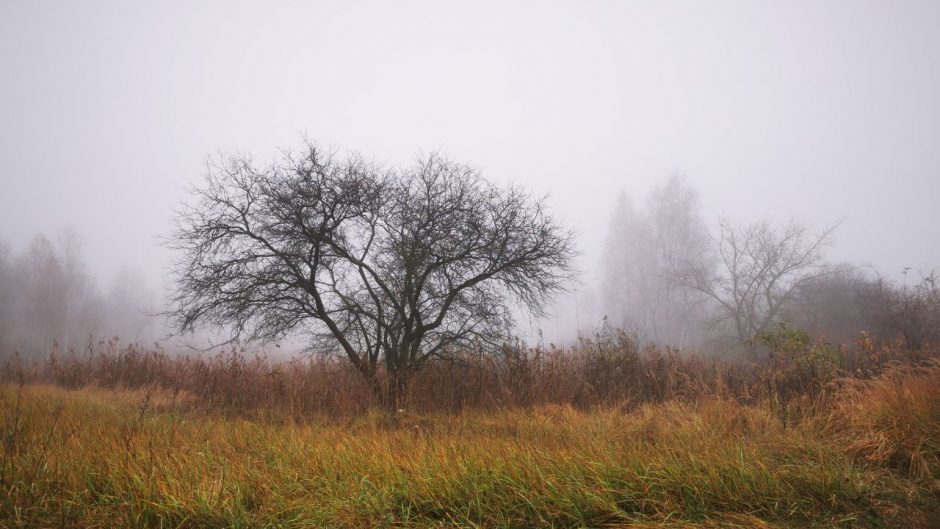 Samotne drzewo jesienią, w porannej mgle.